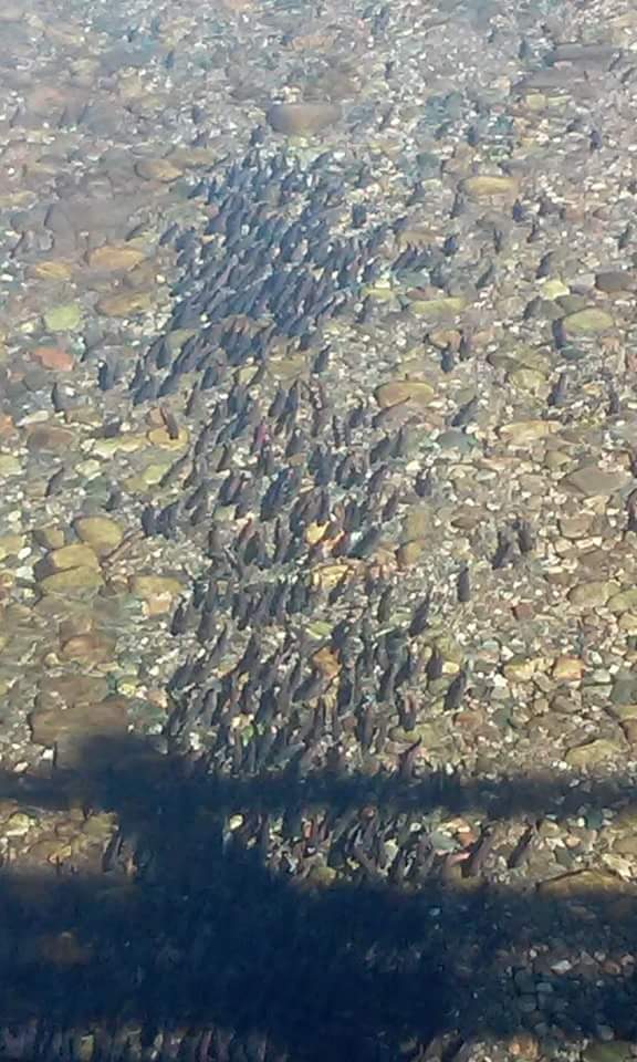 facebook_1511456944685