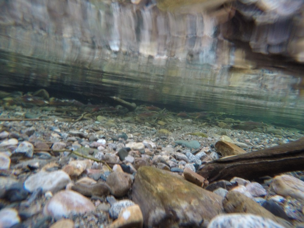 DCIM101GOPROGOPR1882.