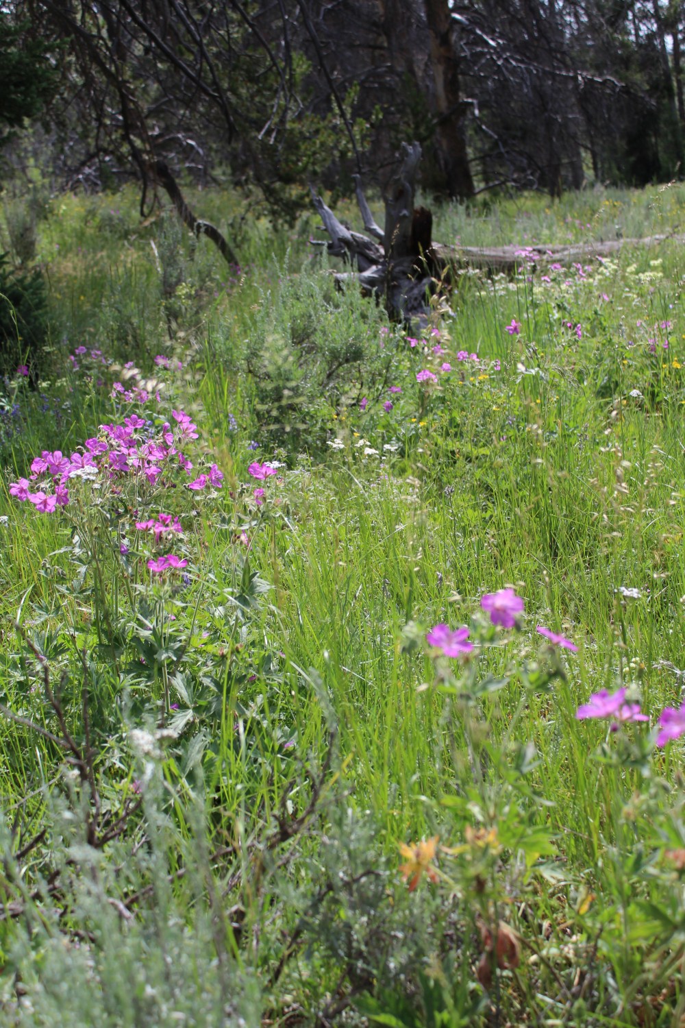 20180714093957_IMG_1679