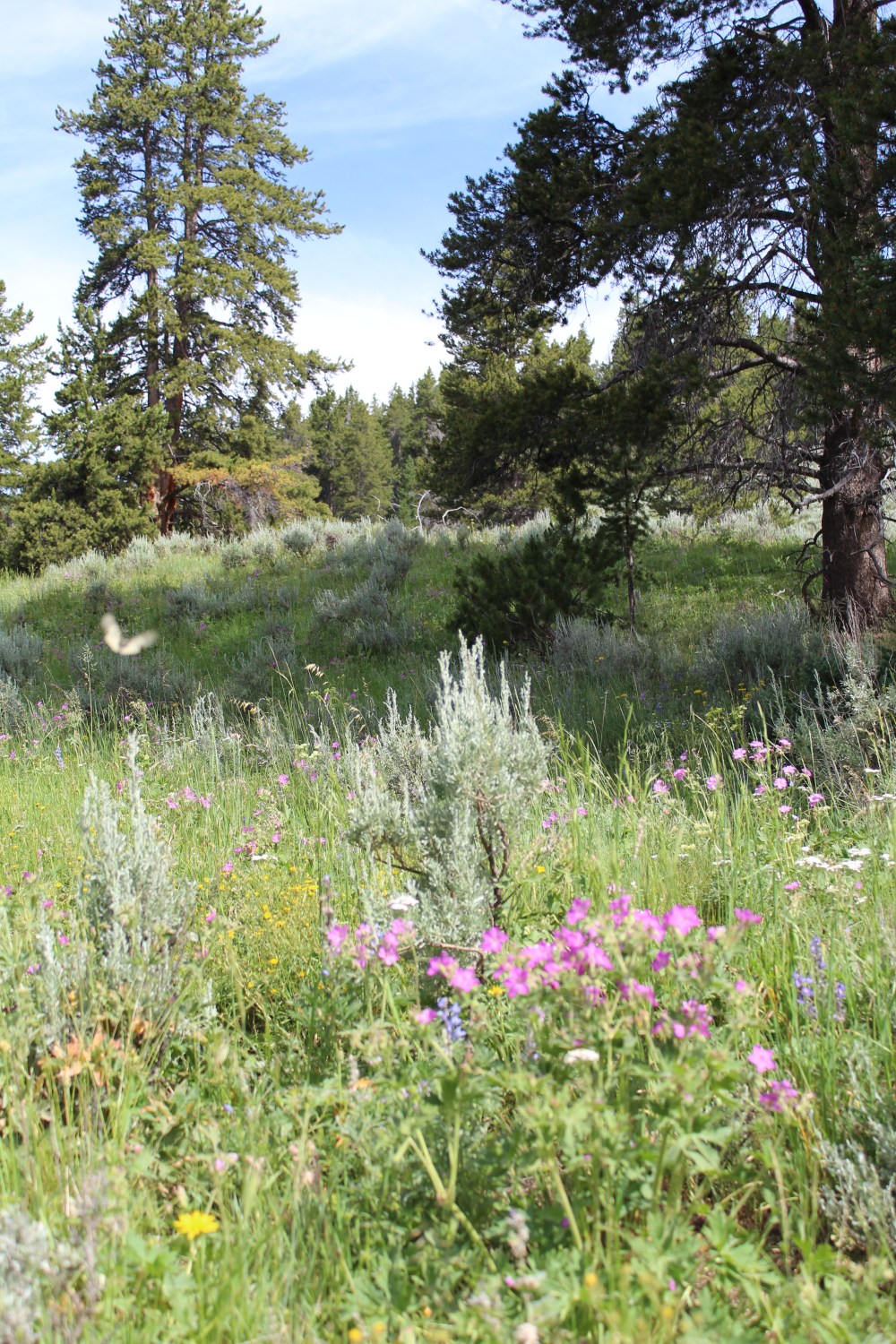 20180714094358_IMG_1680