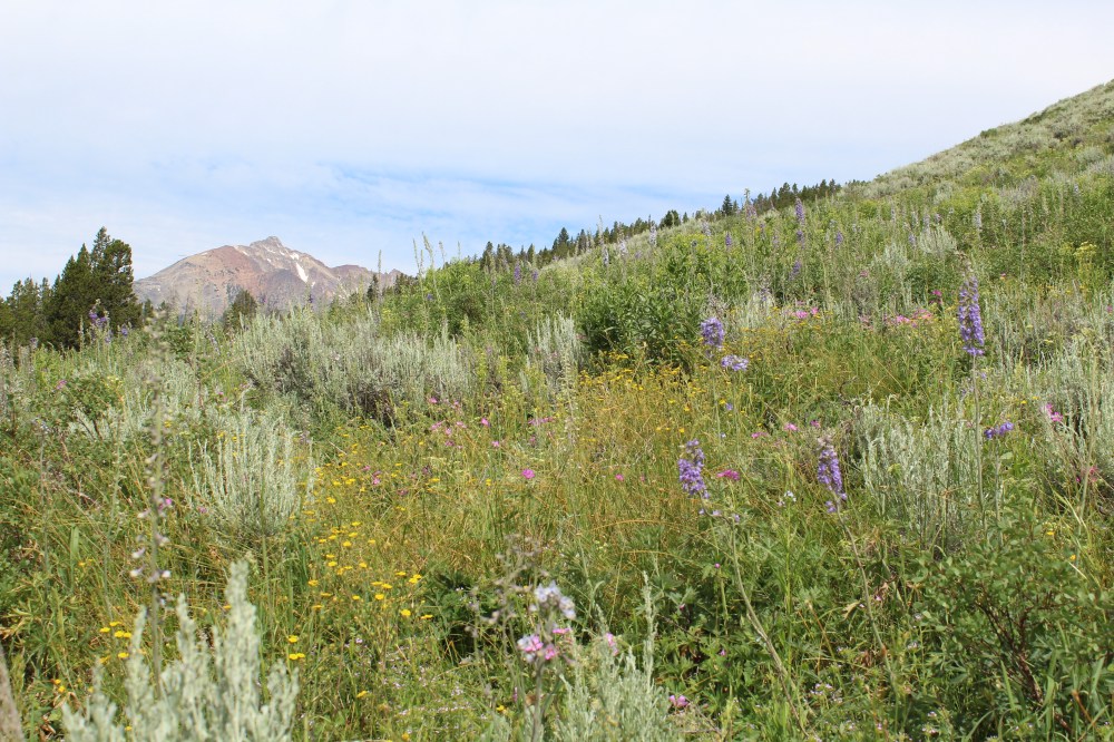 20180714100032_IMG_1689