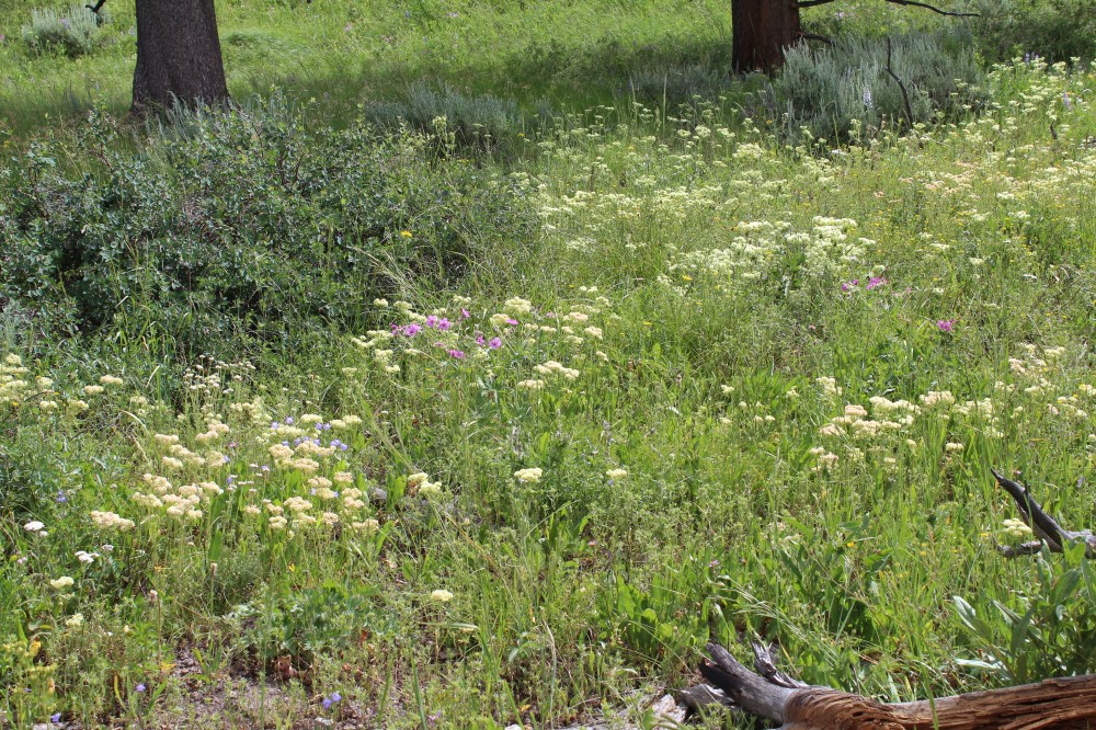 20180714102659_IMG_1701