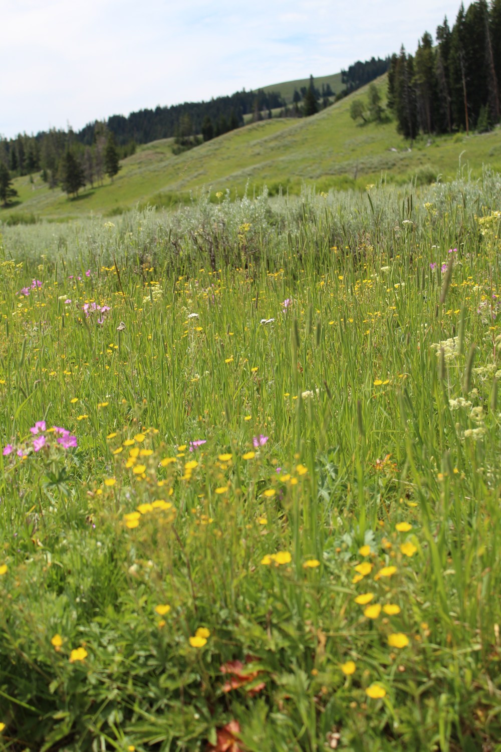 20180714115058_IMG_1703