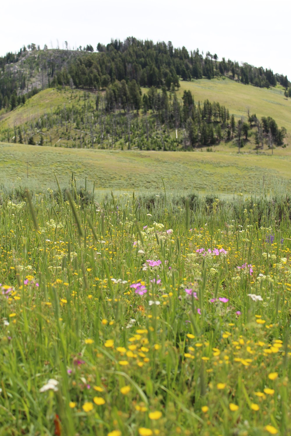 20180714115116_IMG_1706