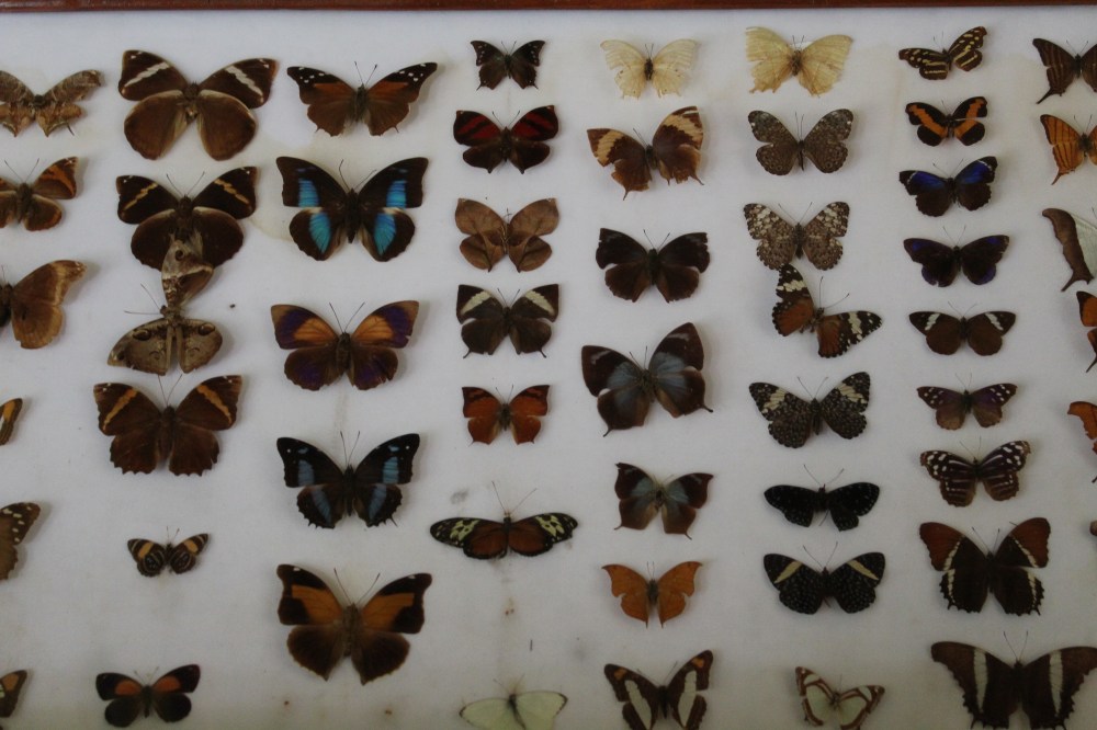 20181121110850_IMG_2162