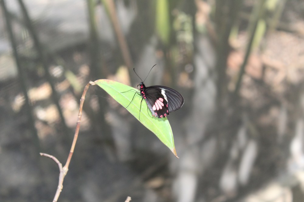 20181121111800_IMG_2166