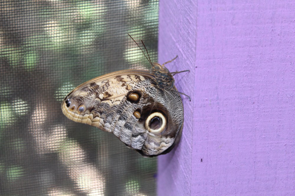 20181121111835_IMG_2168