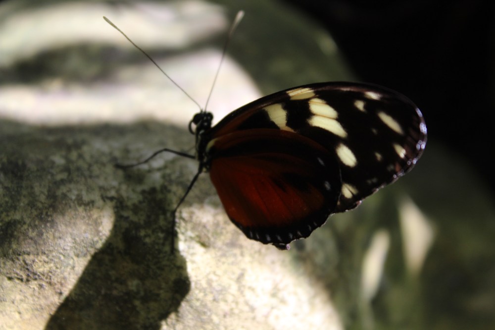 20181121115718_IMG_2196