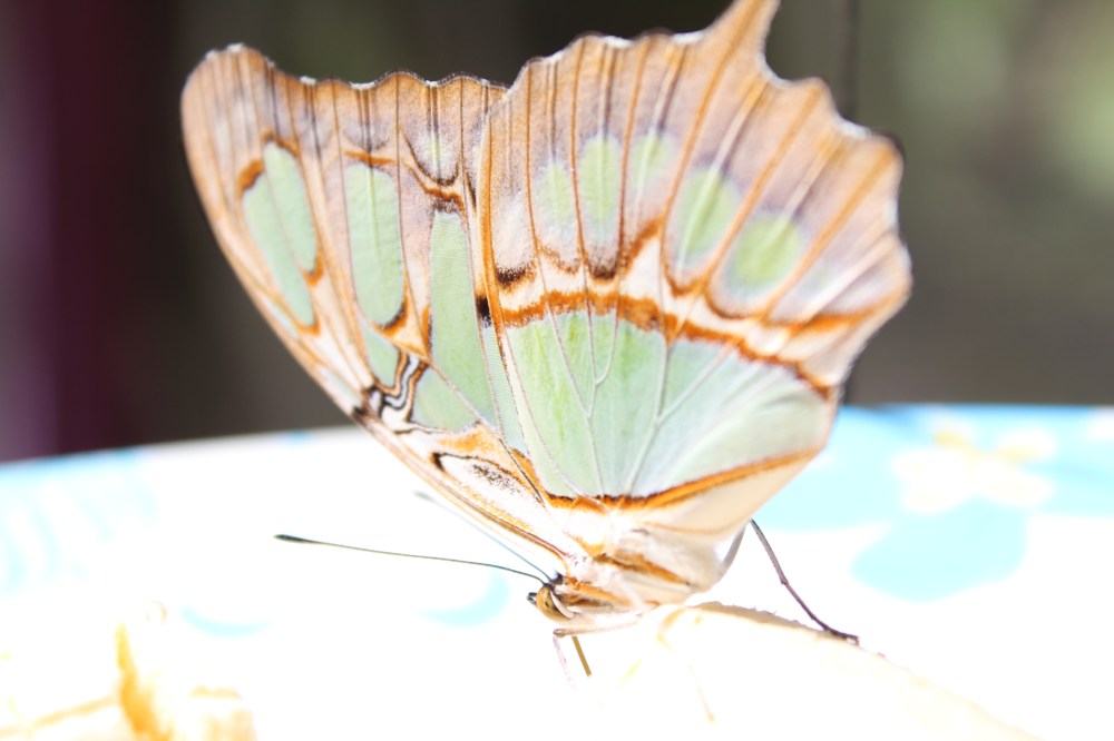 20181121115838_IMG_2199