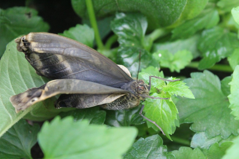 20190903050828_IMG_4349