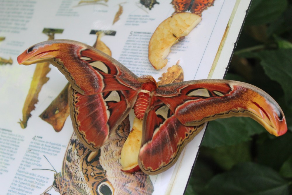 20190903051028_IMG_4352