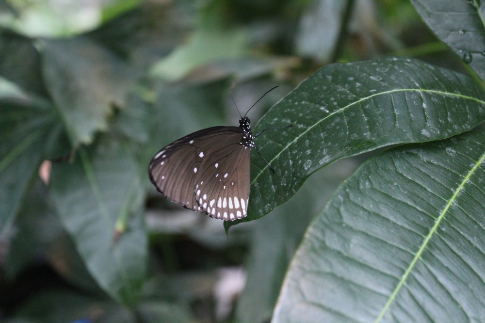 20190903051128_IMG_4355