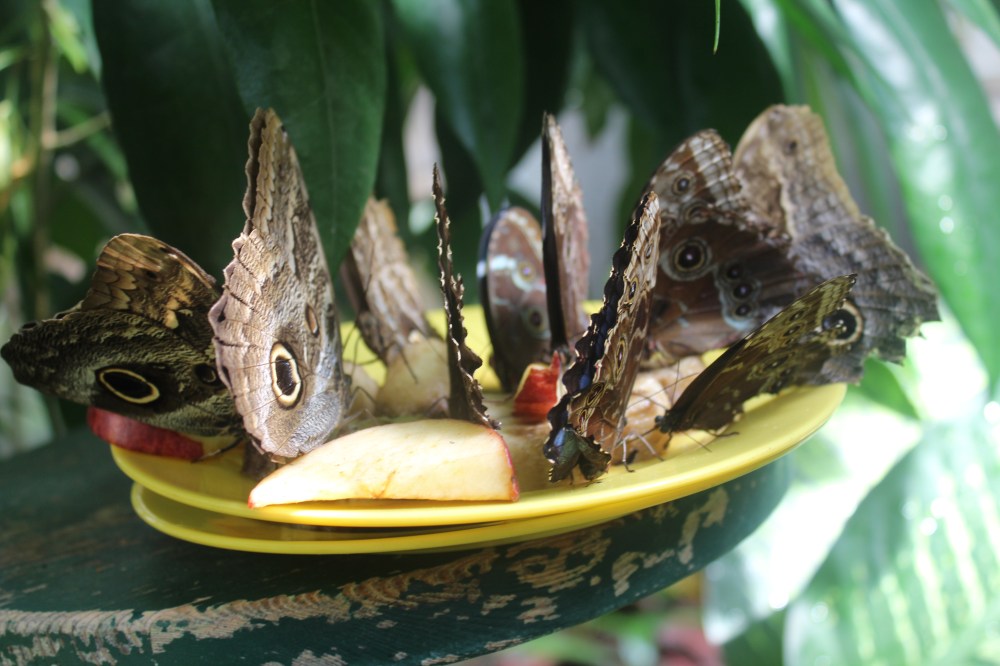 20190903053834_IMG_4384