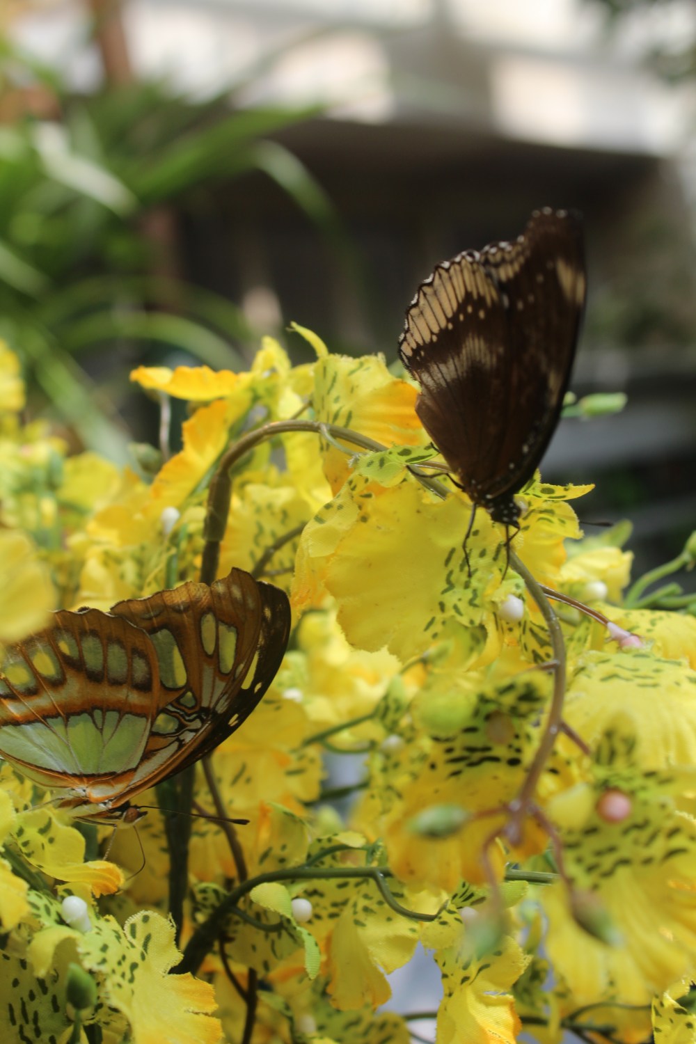 20190903053920_IMG_4385