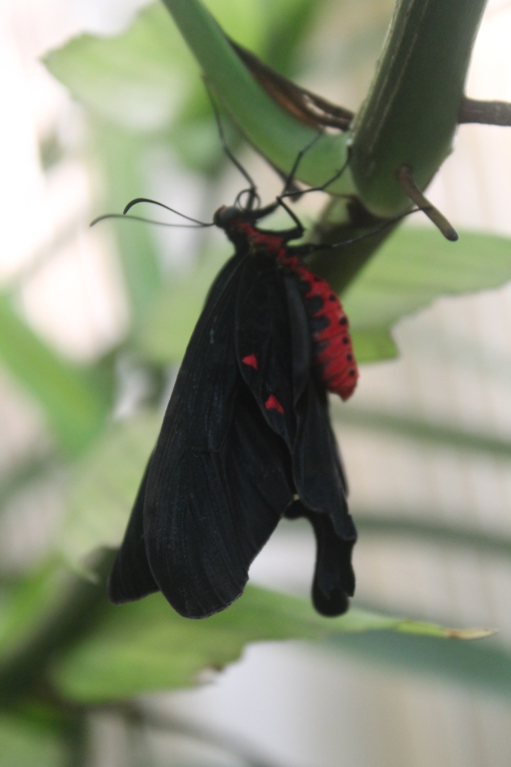 20190903054521_IMG_4391