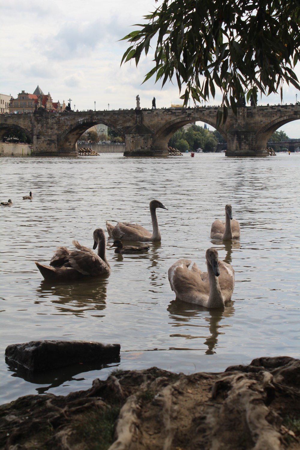 20190908045712_IMG_4632